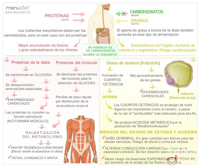 Respuesta del organismo frente a las dietas proteicas